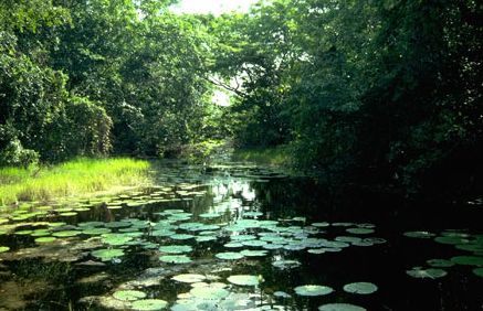 Wetlands