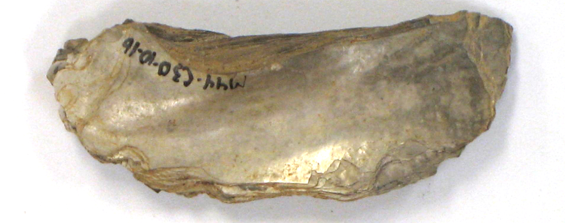 Shell artifact